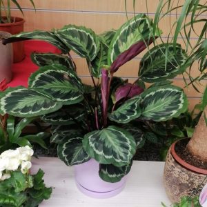 Calathea con macetero decorativo
