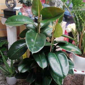 Ficus robusta