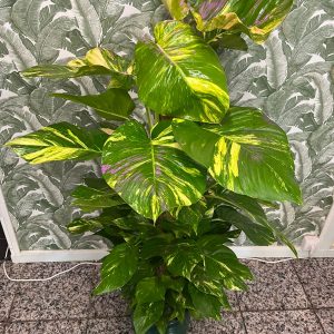 Potho tutor hoja grande sin macetero decorativo