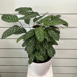 Maranta con macetero