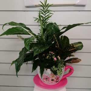 Taza plantas