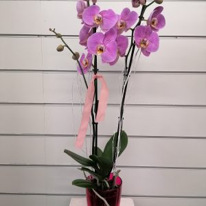 Phalenosys con orquidiero decorativo