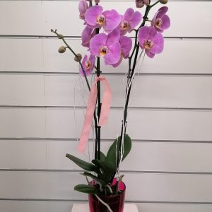 Phalenosys con orquidiero decorativo