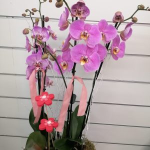 Montaje phalenosys