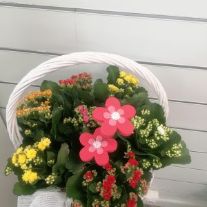 Calathea con macetero decorativo