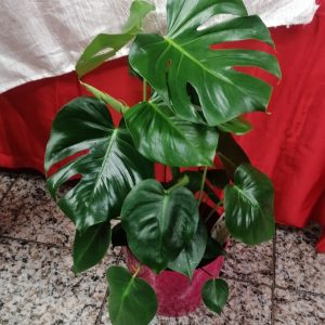 Monstera