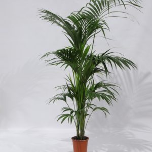 Kenia grande sin maceteto